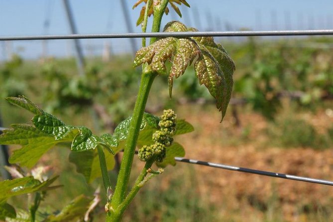 Full-Day Wine Tour from Istanbul - Vino Dessera and the old wine corridor