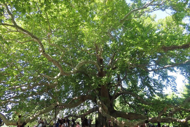Guided Green Bursa Tour with Cable Car From Istanbul to Uludag - Inkaya’s ancient sycamore