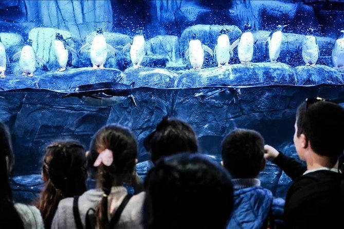 Istanbul Aquarium and Aqua Florya Independent Shopping Trip - What two hours at the aquarium really feels like