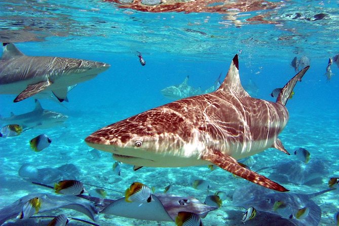 Istanbul Aquarium and Aqua Florya Independent Shopping Trip - Practical details before you reserve