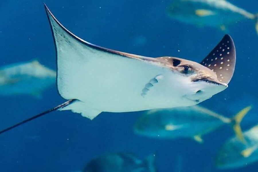 Istanbul Aquarium and Aqua Florya Shopping Mall Tour - Who will enjoy this Istanbul outing?
