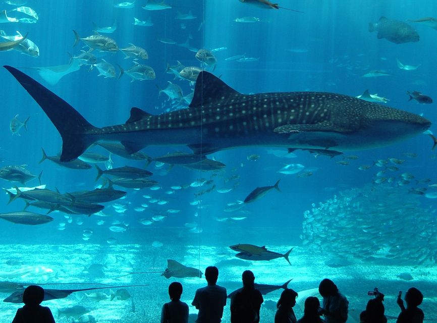 Istanbul Aquarium and Aqua Florya Shopping Mall Tour - From the Black Sea to the Pacific in one visit