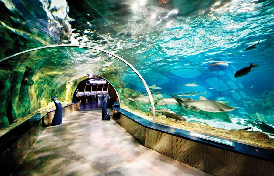 Istanbul Aquarium and Aqua Florya Shopping Mall Tour - Sharks, stingrays, piranhas, and octopus