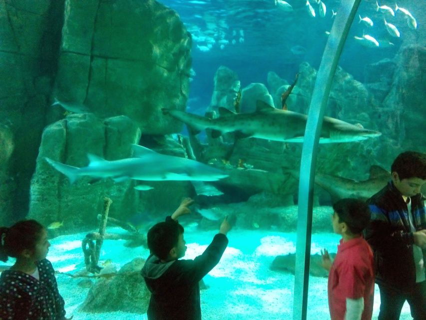Istanbul Aquarium and Aqua Florya Shopping Mall Tour - The 5D cinema adds wind, fog, and water