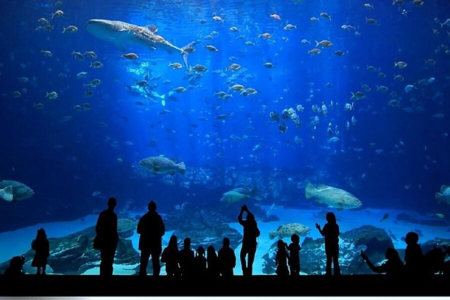 Istanbul Aquarium and Aqua Florya Shopping Mall Tour - Aqua Florya Mall gives you a flexible second stop