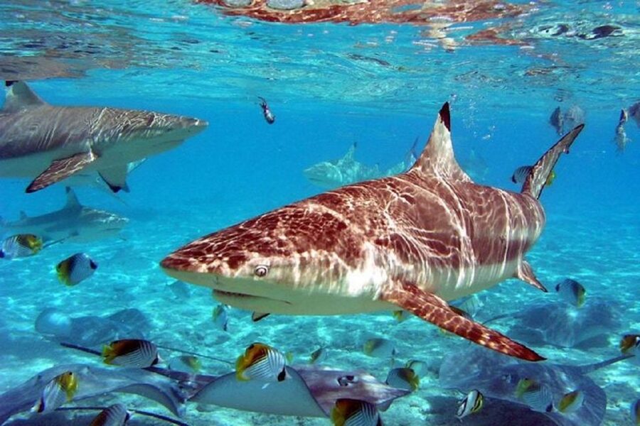 Istanbul Aquarium and Aqua Florya Shopping Mall Tour - Why the transport details matter