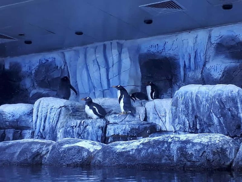Istanbul: Aquarium Ticket and Round Trip Shuttle from Taksim - Key points to know before booking