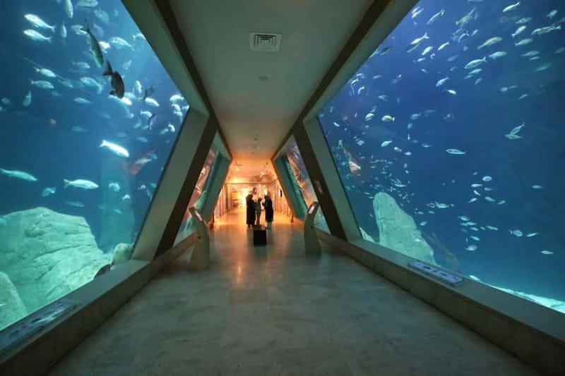 Istanbul: Aquarium Ticket and Round Trip Shuttle from Taksim - Following the 1.2-kilometer route