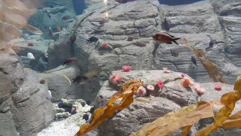 Istanbul: Aquarium Ticket and Round Trip Shuttle from Taksim - Skip-the-line entry at Istanbul Aquarium