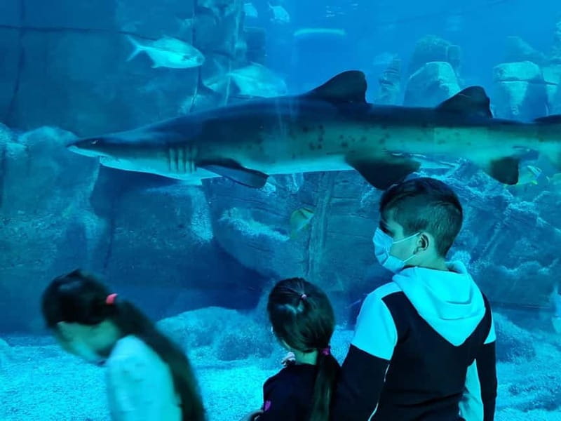 Istanbul: Aquarium Ticket with Shuttle Bus from Sultanahmet - My booking advice