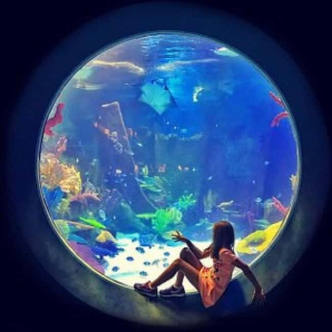 Istanbul: Aquarium Ticket with Shuttle Bus from Sultanahmet - What you can see inside