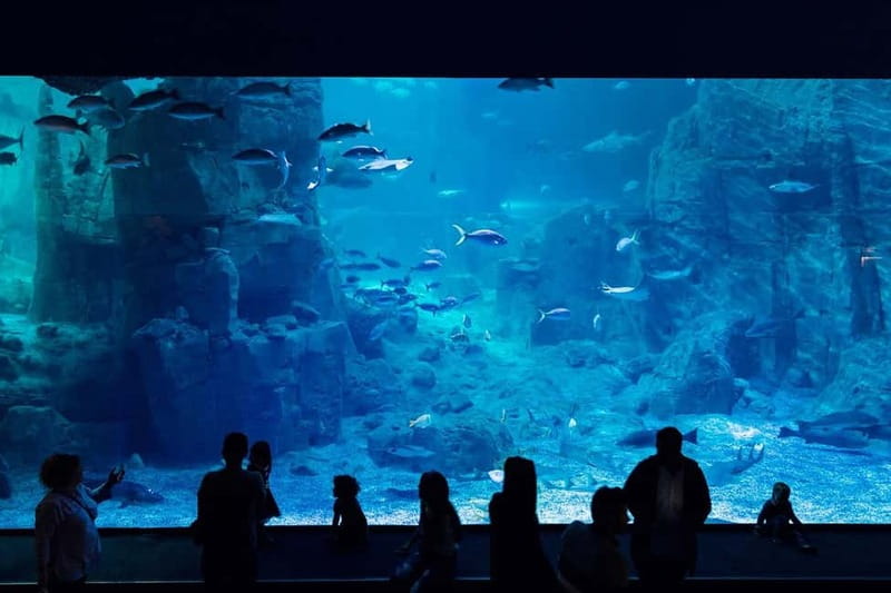 Istanbul: Aquarium Ticket with Shuttle Bus from Sultanahmet - The shuttle from Sultanahmet Square