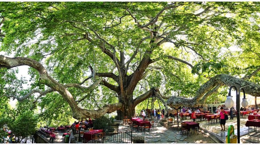 Istanbul: Bursa & Uludag Mountain Day Trip w/ Opt. Cable Car - Turkish delight, honey, and the 610-year-old plane tree