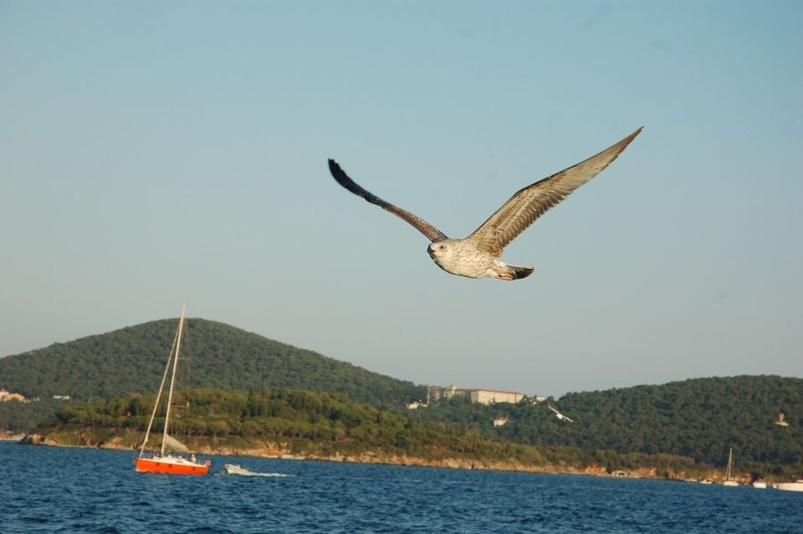 Istanbul: Princes' Islands Cruise w/Music, Lunch & Transfer - Who should book this day trip