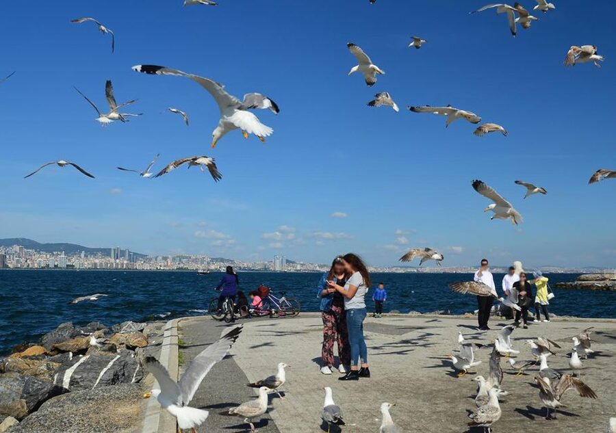 Istanbul: Round-Trip Ferry Tickets to the Princes' Islands - Walking, cycling, and choosing your route