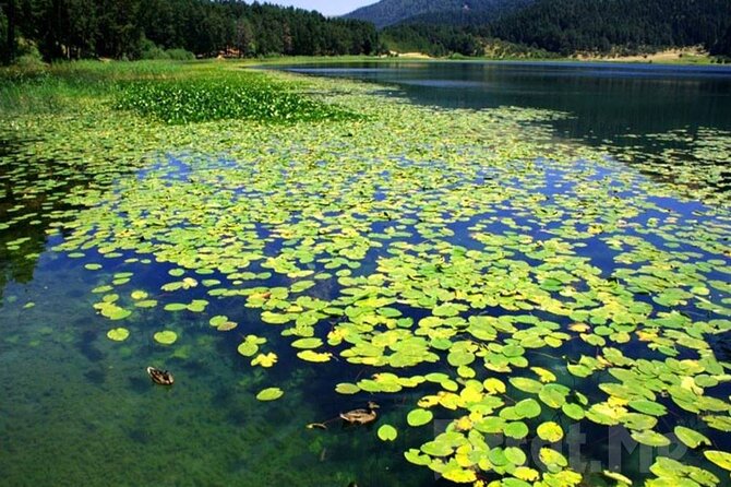 Sapanca Lake & Masukiye Tour From Istanbul - Aqua Marine or Lion Park, with extra costs