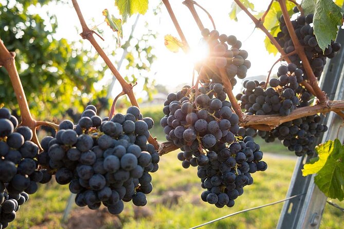 VIP Full Day Wineries Tour from Istanbul - Who will enjoy this day most?